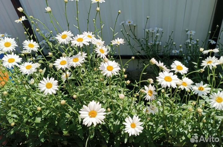 Ирис и ромашка кусты