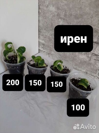 Фикус бенджамина