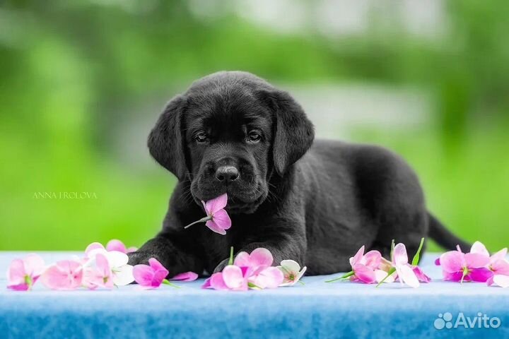 Щенки лабрадора