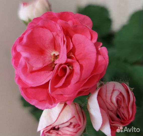 Пеларгония розебудная