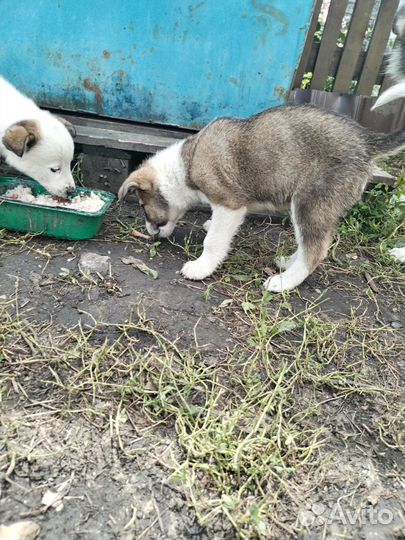 Собака в добрые руки отдам бесплатно