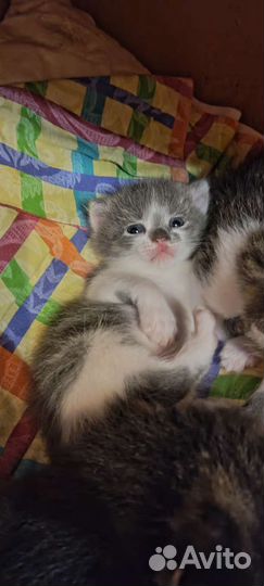 Отдам котят в добрые руки