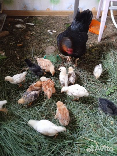 Цыплята домашних кур несушек