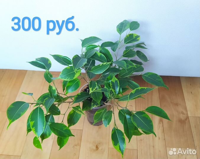 Фикус бенджамина Кинки