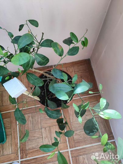 Мандариновое дерево