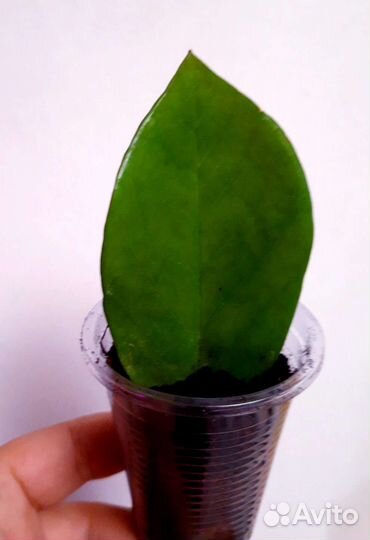 Замиокулькас