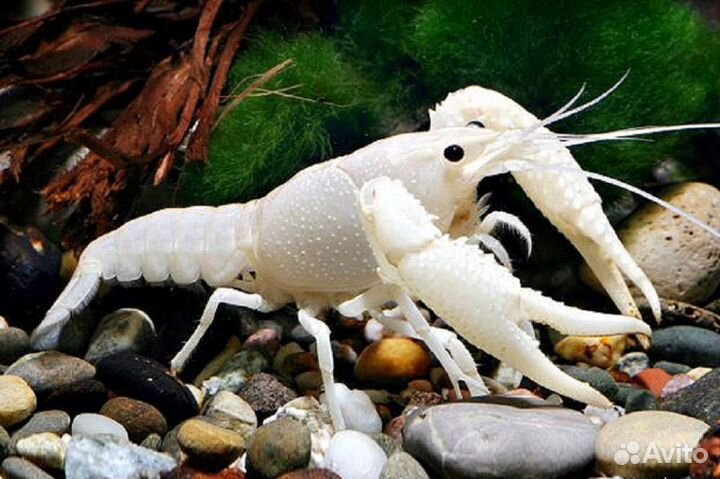 Рак флоридский белый. Аквариумный рак