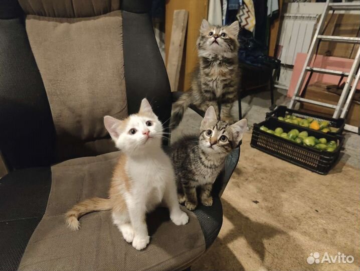 Котята бесплатно