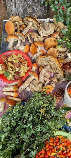 Участок 22,5 сот. (СНТ, ДНП)