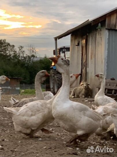 Холмогорские гуси