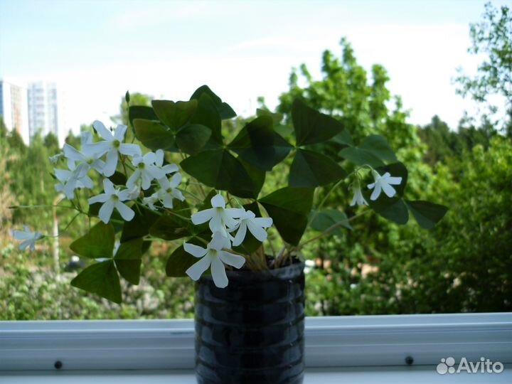 Кислица (Оксалис)