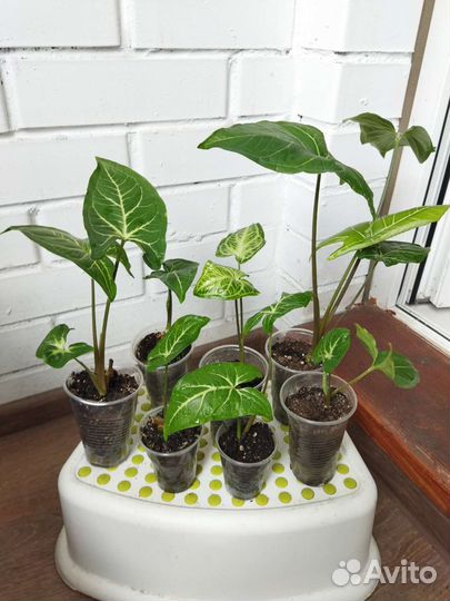 Сингониум. Укоренённые детки