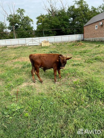 Бычки и быки