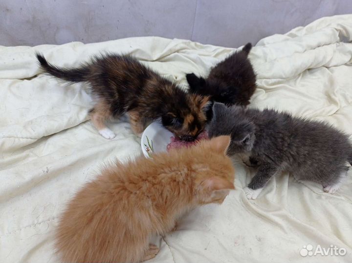 Отдам бесплатно