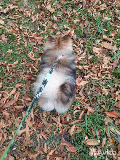 Померанский шпиц мини