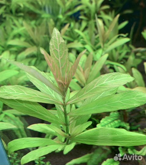 Набор аквариумных растений