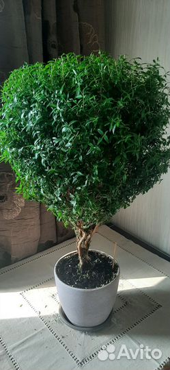 Миртовое дерево - Мирт