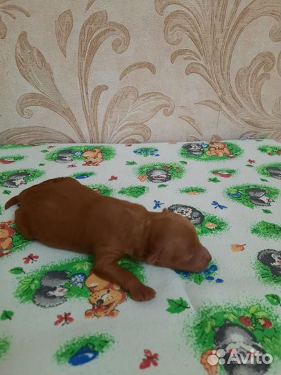 Щенкок той пуделя