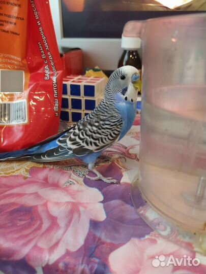 Попугайчик