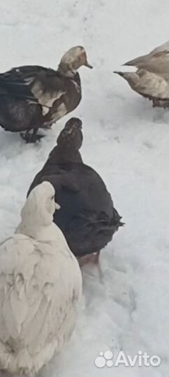 Мускусные утки