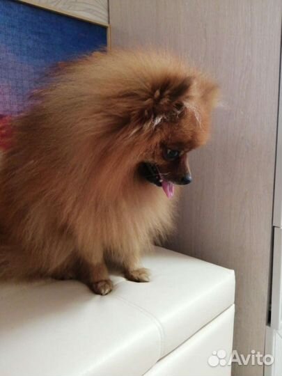 Вязка,Немецкий малый шпиц