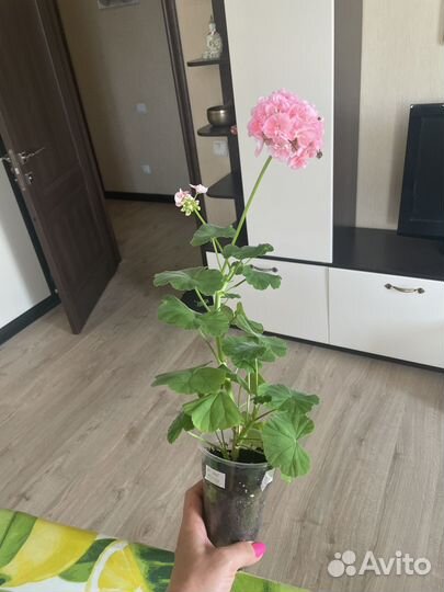 Пеларгония герань