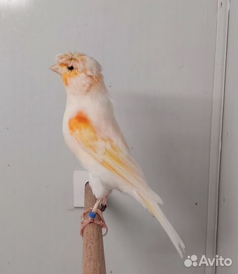 Кенарь и канарейка