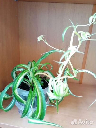 Хлорофитум