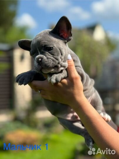 Французский бульдог