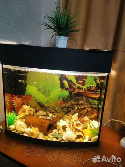 Аквариум