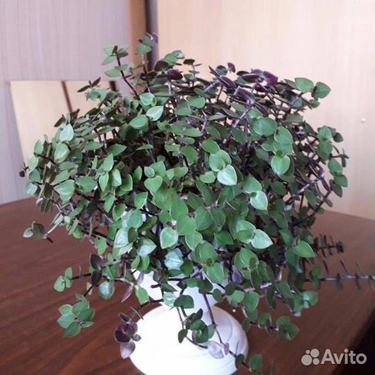 Традесканция Рэо,Зебрина, Коллизия