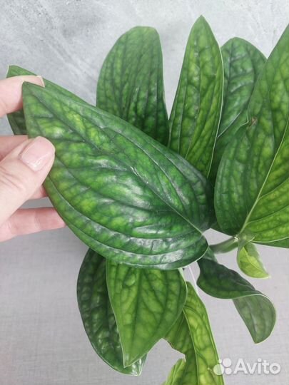 Эпипремнум марбл планет