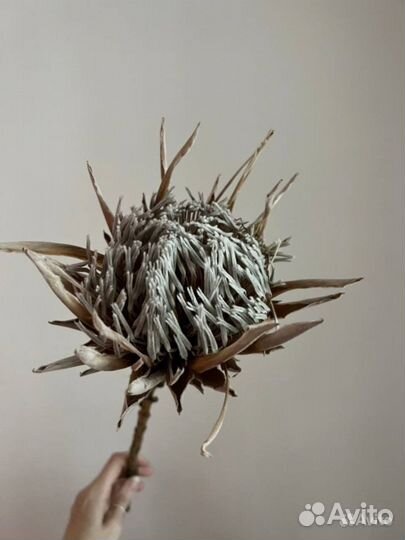 Протея сухоцвет Африканская роза