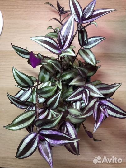 Традесканция