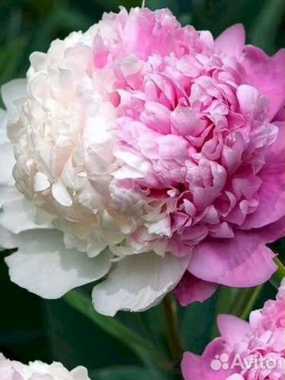 Продаю пионы