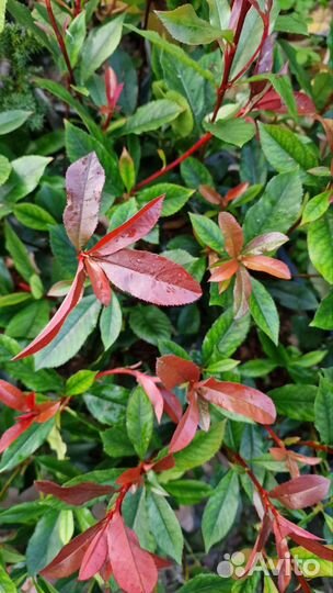 Фотиния 4 сорта