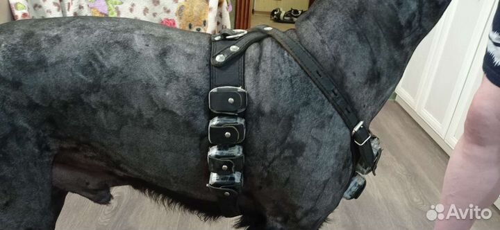 Шлейка для крупных собак