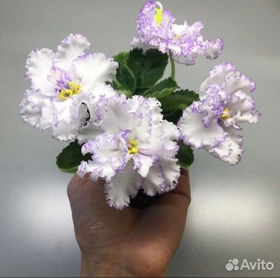 Фиалки сортовые ват-Гудвин полумини