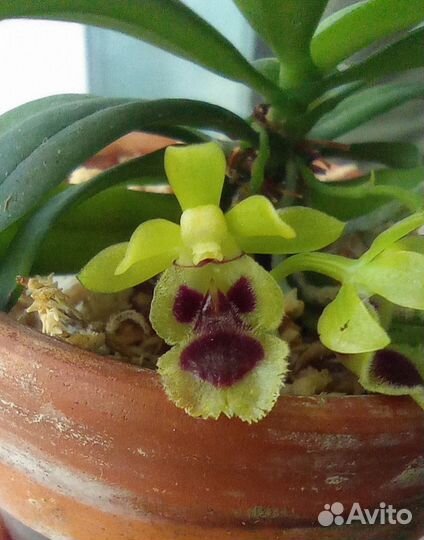 Орхидея Хараелла Ретрокалла