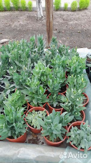 Эустома Низко Рослая