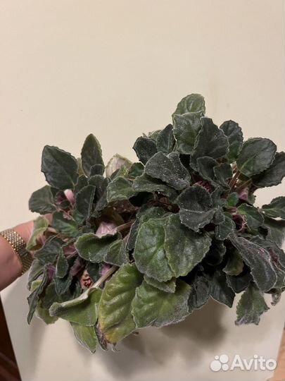 Сортовые фиалки