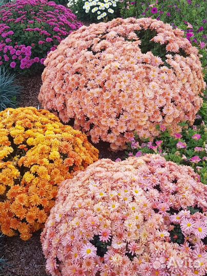 Хризантемы мультифлора