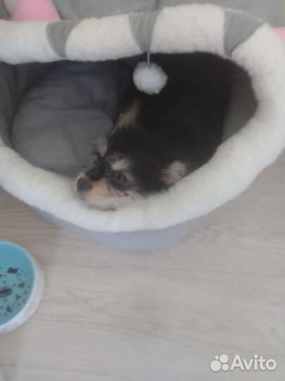 Маленькая собака чихуахуа