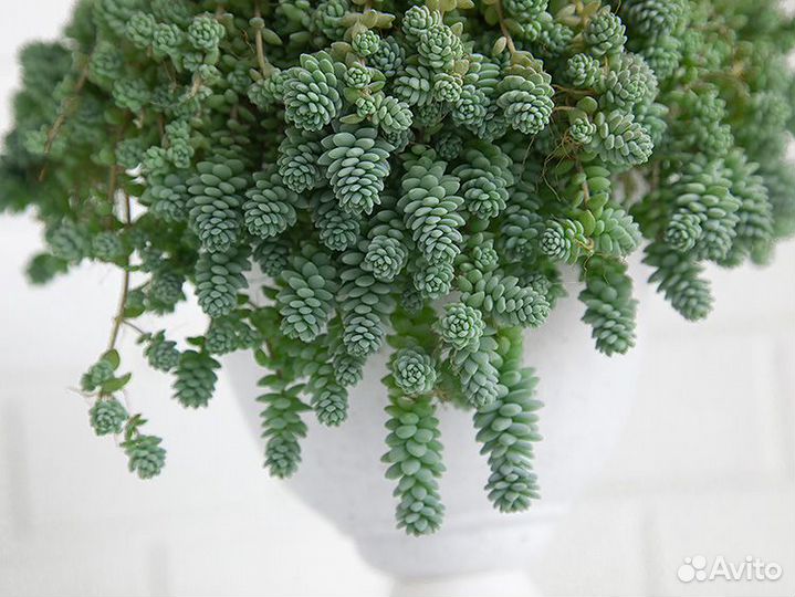 Очиток Седум Мажор