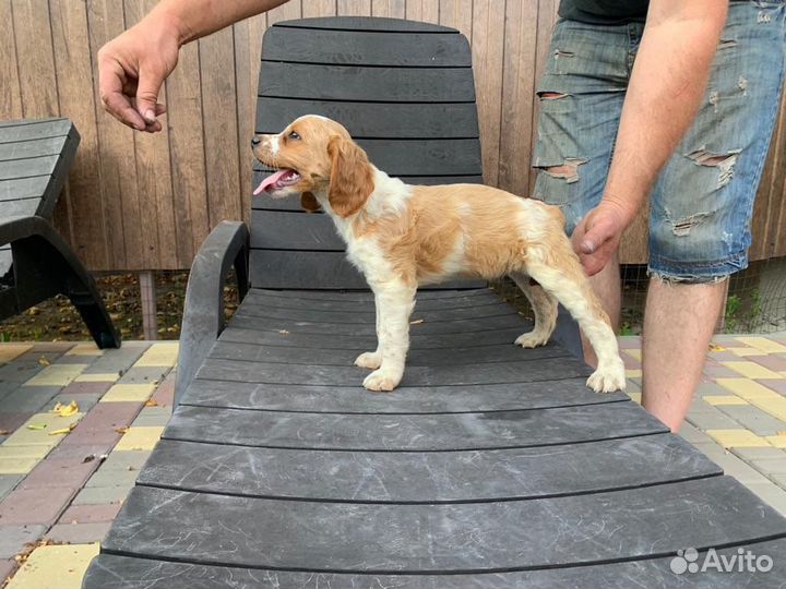 Бретонский эпаньоль щенки