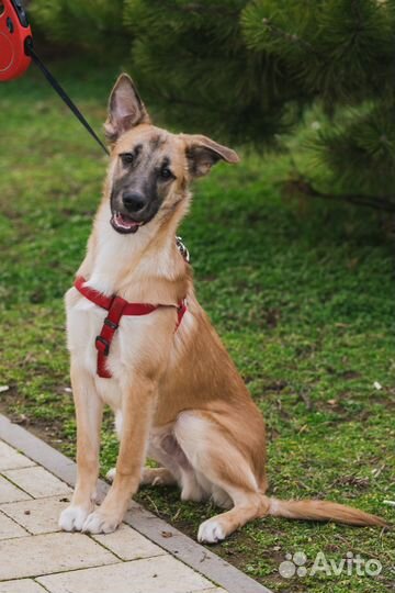 Фенотип бельгийской овчарки щенок