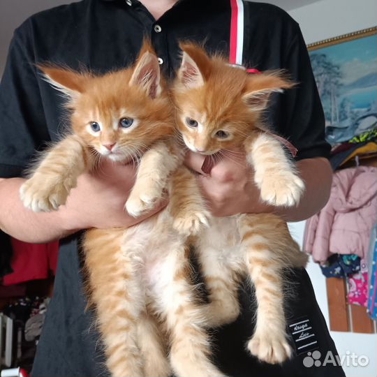 Котята мейн-кун