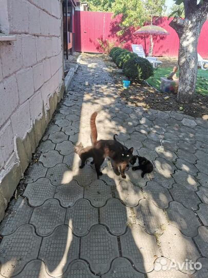 Черный котенок бесплатно