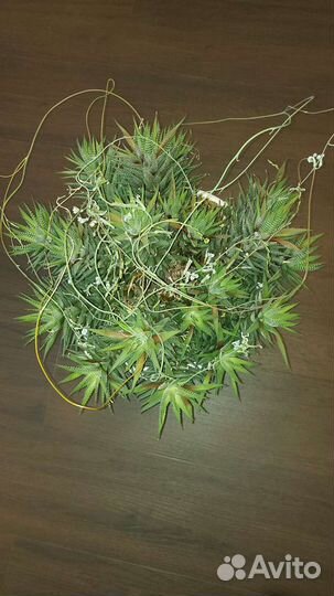 Хавортия гигантская, суккулент