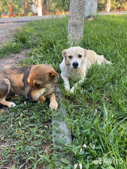 Маленькая собачка, Розетка